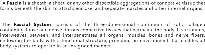 A Fascia is a sheath, a sheet, or any other dissectible aggregations of connective tissue that forms beneath the skin to attach, enclose, and separate muscles and other internal organs. The Fascial System consists of the three-dimensional continuum of soft, collagen containing, loose and dense fibrous connective tissues that permeate the body. It surrounds, interweaves between, and interpenetrates all organs, muscles, bones and nerve fibers, endowing the body with a functional structure, providing an environment that enables all body systems to operate in an integrated manner.